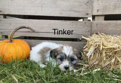 Tinker