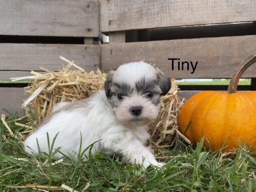 Tiny